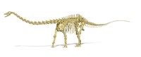 3D Rendering of a Diplodocus Dinosaur Skeleton Fine Art Print