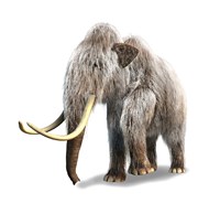 Woolly Mammoth, White Background Fine Art Print