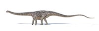 Diplodocus Dinosaur on White Background Fine Art Print