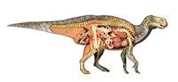 Internal anatomy of an Iguanodon dinosaur Fine Art Print