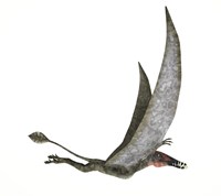 Dorygnathus Flying Dinosaur Fine Art Print