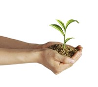Man's Hands Holding Soil with a Little Growing Green Plant Fine Art Print