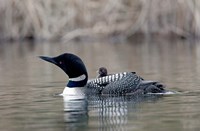 British Columbia Common Loon with chick Fine Art Print