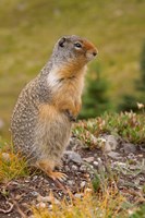 British Columbia, Banff NP, Columbian ground squirrel Fine Art Print
