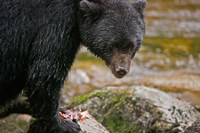 British Columbia, Gribbell Island, Black bear, salmon Fine Art Print