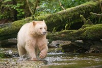 British Columbia, Princess Royal Island, Spirit Bear Fine Art Print