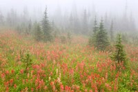 British Columbia, Revelstoke NP, Misty meadow Fine Art Print