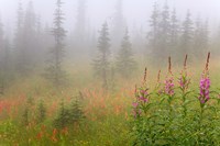 Misty Meadow Scenic, Revelstoke National Park, British Columbia, Canada Fine Art Print