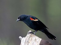 British Columbia, Red-winged Blackbird Fine Art Print
