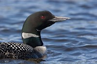 British Columbia Portrait of a Common Loon bird by Charles Sleicher - various sizes