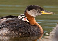 Logan Lake, British Columbia, Canada Fine Art Print