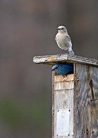 Mountain Bluebirds, British Columbia, Canada Fine Art Print