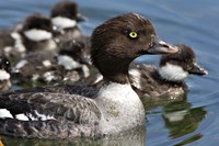 Barrow's Goldeneye Female with Chicks, Lac Le Jeune, British Columbia, Canada Fine Art Print