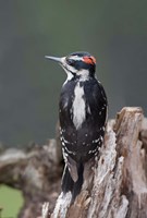 British Columbia, Downy Woodpecker bird Fine Art Print