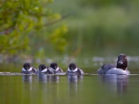 British Columbia, Common Goldeneye, chicks, swimming by Gary Luhm - various sizes