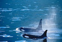 Killer Whales feeding in Johnstone Strait, British Columbia, Canada Fine Art Print