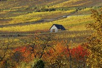 The House of Vines by Philippe Sainte-Laudy - various sizes, FulcrumGallery.com brand