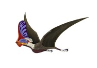 Tapejara, a Genus of Brazilian Pterosaur from the Cretaceous Period Fine Art Print
