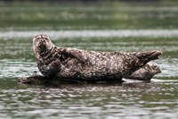 Harbor seal, Great Bear Rainforest, British Columbia, Canada Fine Art Print