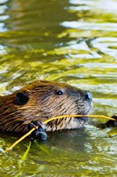 Head of American Beaver, Stanley Park, British Columbia Fine Art Print