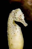 Marine life, seahorse, Vancouver, British Columbia by Paul Colangelo - various sizes