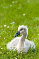 Mute swan cygnet, Stanley Park, British Columbia Fine Art Print