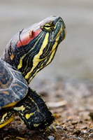 Red-eared pond slider turtle, British Columbia Fine Art Print