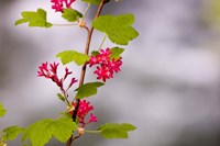 Red-flowering currant, Vancouver, British Columbia Fine Art Print