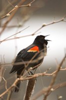 Red-winged blackbird, Stanley Park, British Columbia Fine Art Print