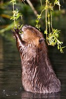 American Beaver, Stanley Park, British Columbia Fine Art Print