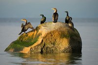 Double-crested cormorant bird, British Columbia Fine Art Print