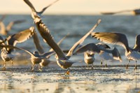 Mew gulls, Stanley Park, British Columbia Fine Art Print