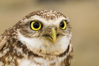 Burrowing owl, Nicola Valley, British Columbia Fine Art Print