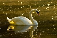 Mute swan, Stanley Park, British Columbia Fine Art Print