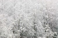 Snow-covered trees, Stanley Park, British Columbia Fine Art Print