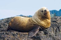 Steller sea lion, Haida Gwaii, British Columbia Fine Art Print