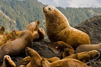 Steller sea lion, Queen Charlottes, British Columbia Fine Art Print