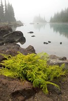 Alpine lady fern, Garibaldi Lake, British Columbia Fine Art Print