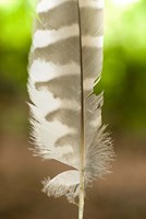 Barred owl feather, Stanley Park, British Columbia Fine Art Print