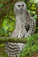 Barred owl, Stanley Park, British Columbia Fine Art Print