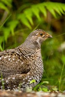 Blue grouse bird, Salt Spring Isl, British Columbia Fine Art Print