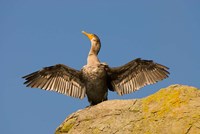 Double-crested cormorant bird, British Columbia Fine Art Print