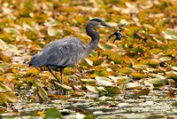 Great blue heron bird, Stanley Park, British Columbia Fine Art Print