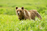 Grizzly bear, Sacred Headwaters, British Columbia Fine Art Print