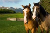 Horses in pasture, British Columbia Fine Art Print