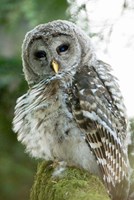 Juvenile barred owl, Stanley Park, British Columbia Fine Art Print