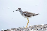 Lesser yellowleg bird, Stanley Park, British Columbia Fine Art Print