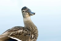 Mallard bird, Stanley Park, British Columbia Fine Art Print