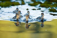 Mallard ducklings, Stanley Park, British Columbia Fine Art Print