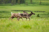 Osborne caribou wildlife, British Columbia Fine Art Print